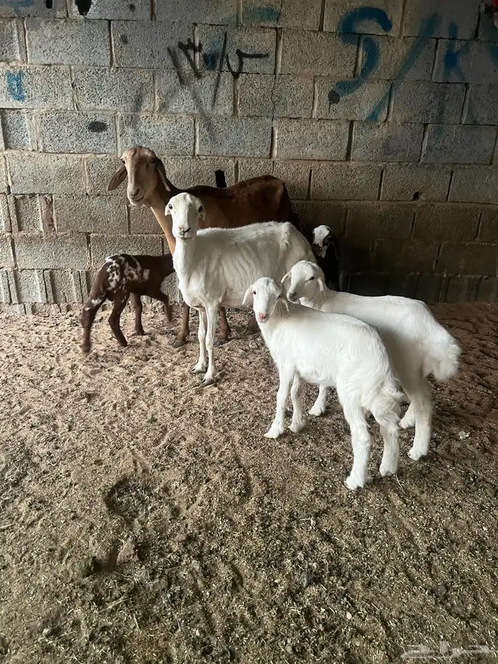 شاه سواكنية معها 2 طليان ورفيديه معها 2 طلي ورخل للبيع جمله 5