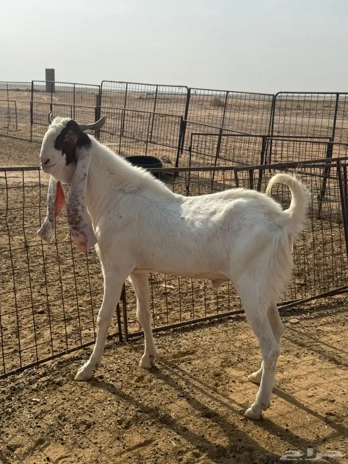 تيس رباع مشروط 3