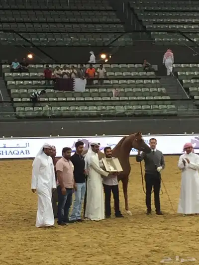 فحل متاح التشبيه الخيل الواهو index