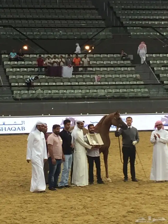 فحل متاح التشبيه الخيل الواهو 4