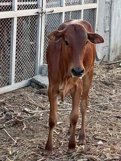 حسيلة لبانيه فل شحم index