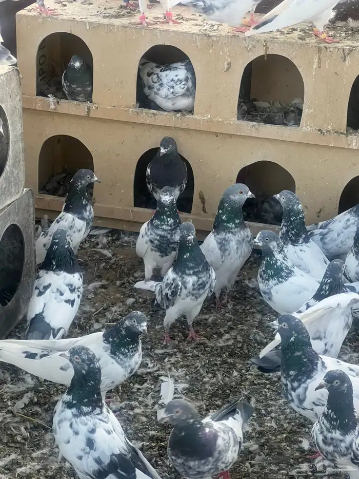 حمام بكستاني للبيع الجوزعل 60 4