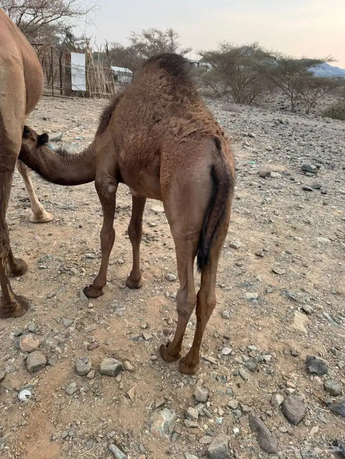 حاشي للبيع 2