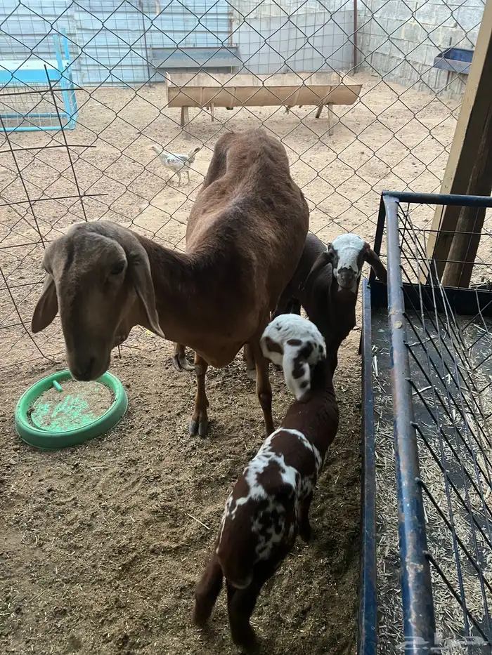 شاه سواكنية معها 2 طليان ورفيديه معها 2 طلي ورخل للبيع جمله 4
