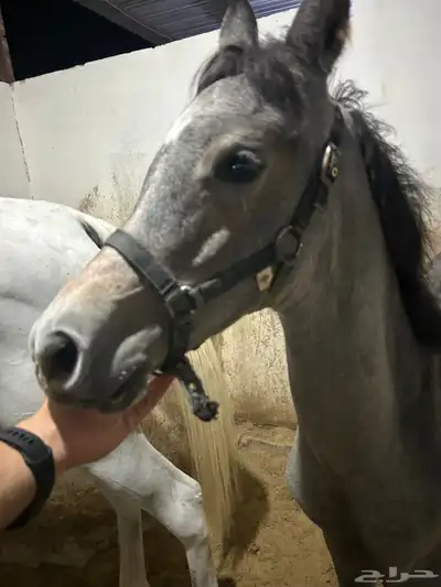 للبيع مهر شعبي index