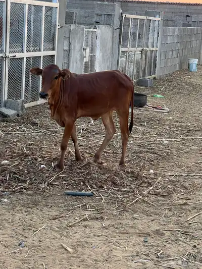 حسيلة لبانيه فل شحم index