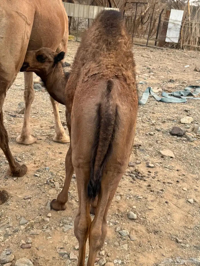 حاشي للبيع 0