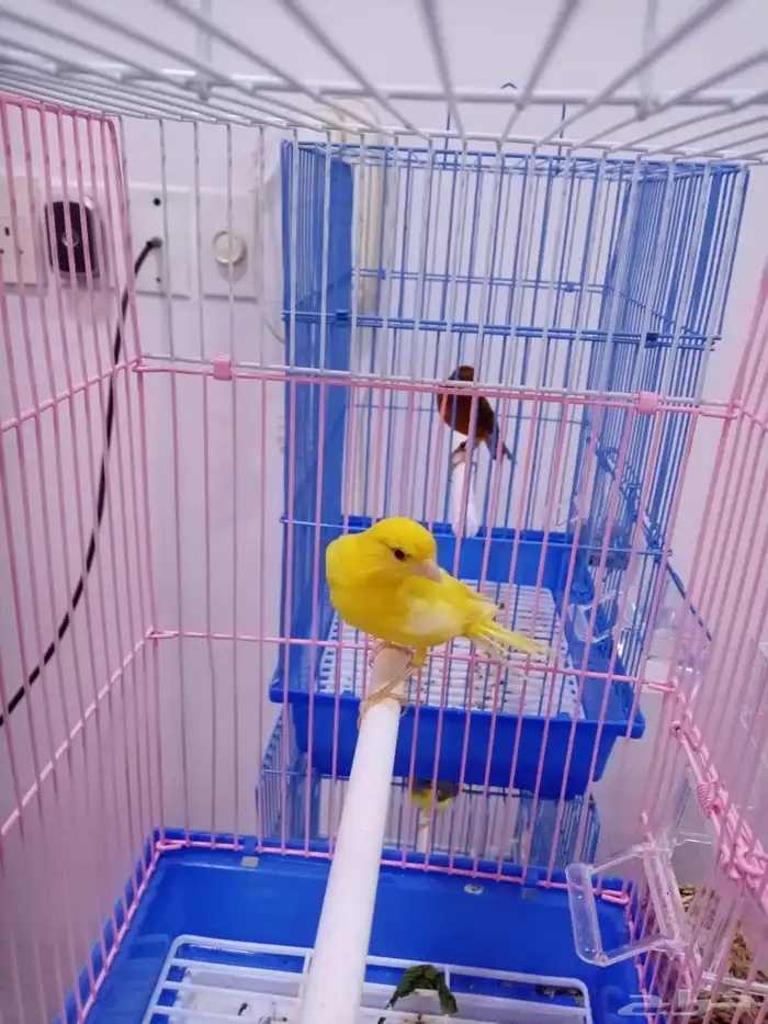 ذكور سوريه تغريد 2