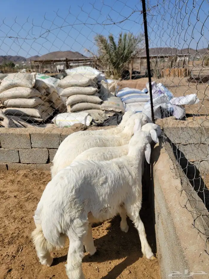 حريات حجم وسط 4