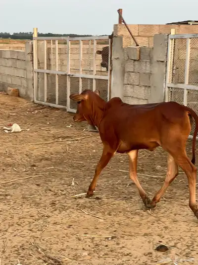 حسيلة لبانيه فل شحم index