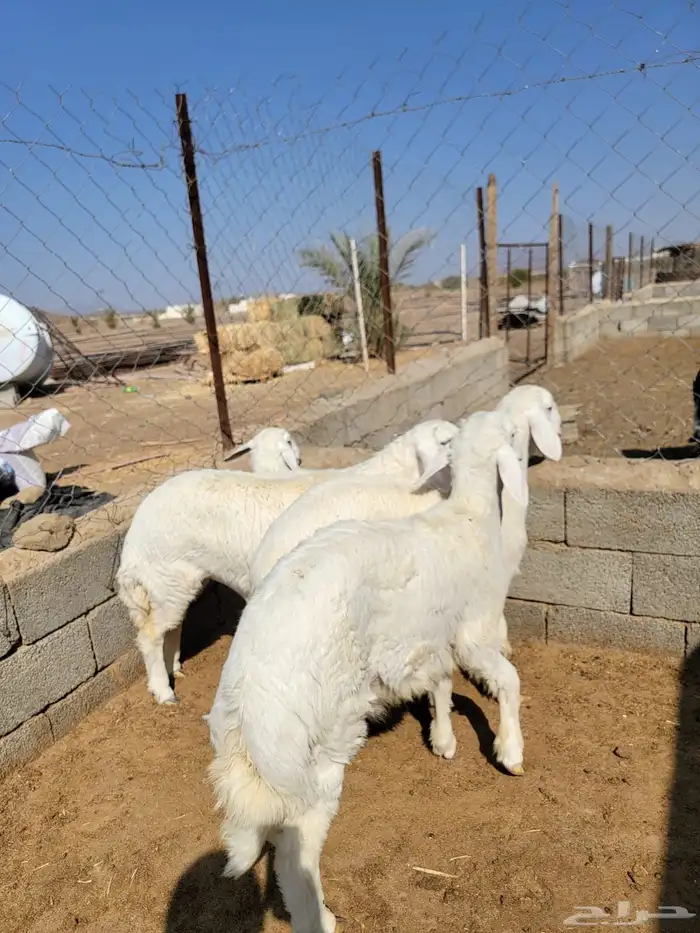 حريات حجم وسط 5