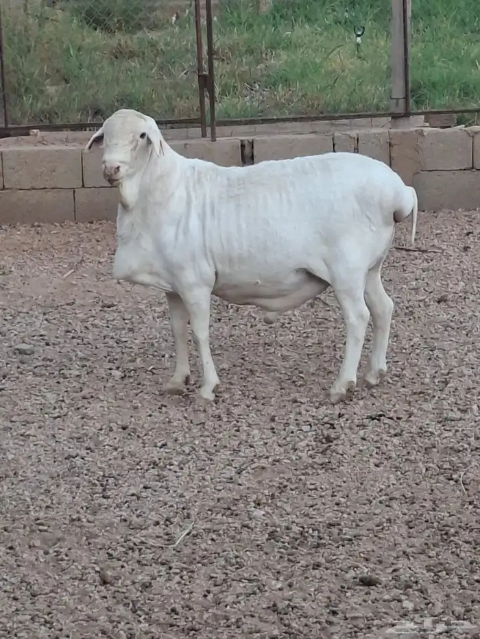 طلي فان روي لاحم 0