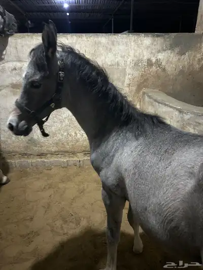 للبيع مهر شعبي index