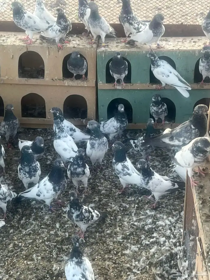 حمام بكستاني للبيع الجوزعل 60 0