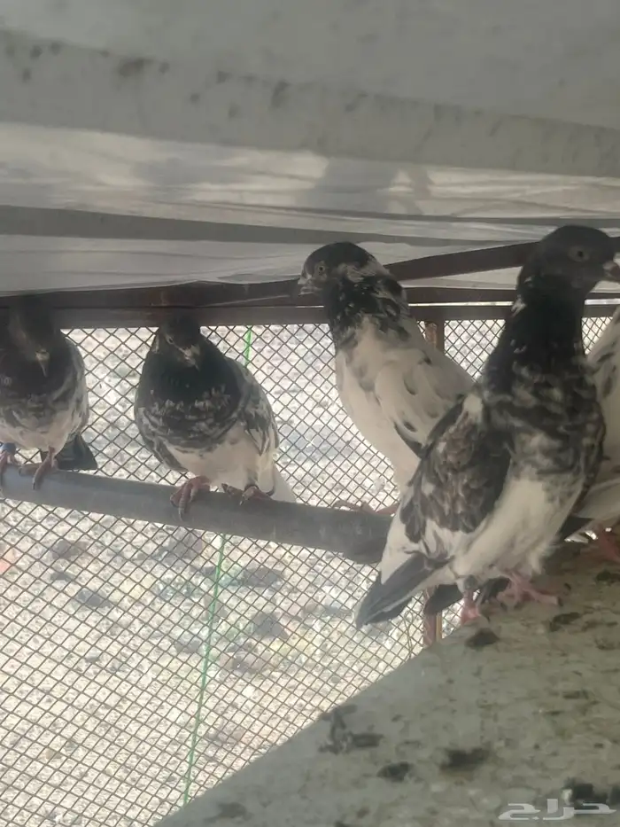 حمام بكستاني للبيع الجوزعل 60 2