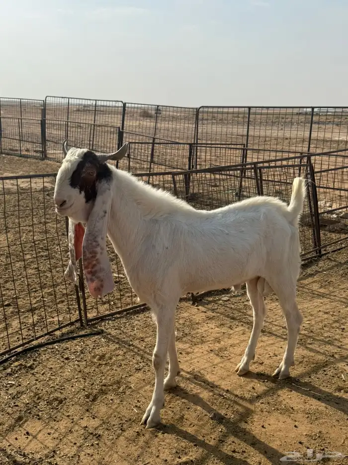 تيس رباع مشروط 2