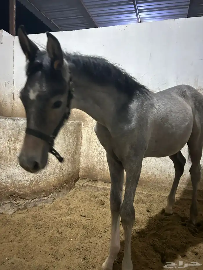 للبيع مهر شعبي 2