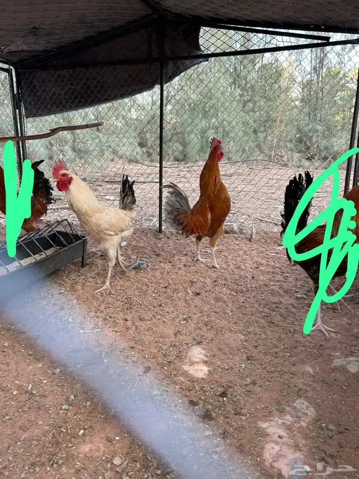 3 ديوك بلديه للبيع 3