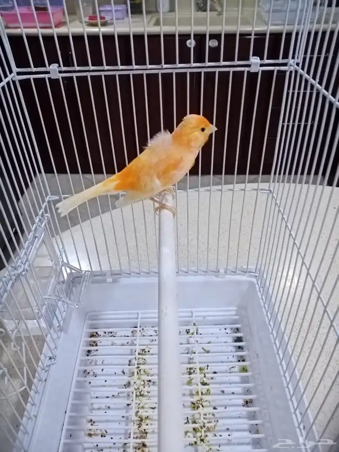 ذكور سوريه تغريد 10