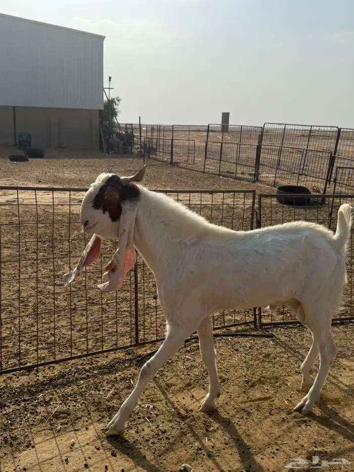 تيس رباع مشروط 1