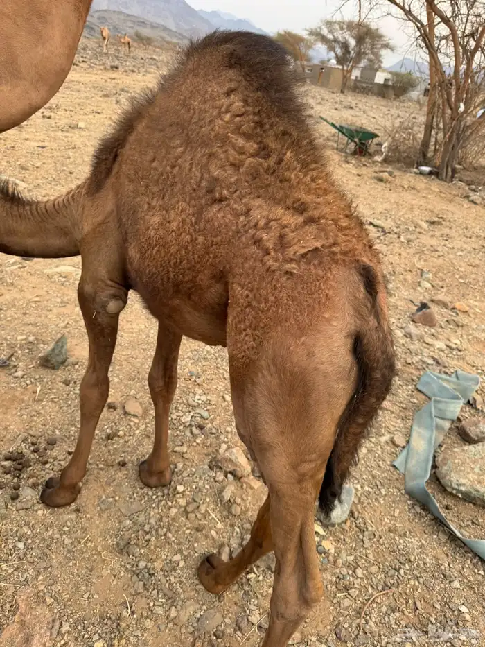 حاشي للبيع 1