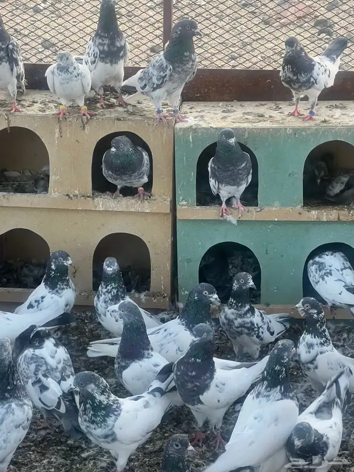 حمام بكستاني للبيع الجوزعل 60 1