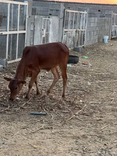 حسيلة لبانيه فل شحم index