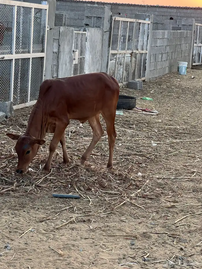 حسيلة لبانيه فل شحم 2