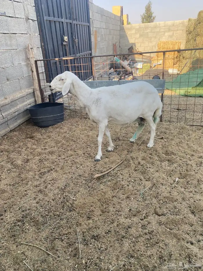 شاه حريه دافع 1