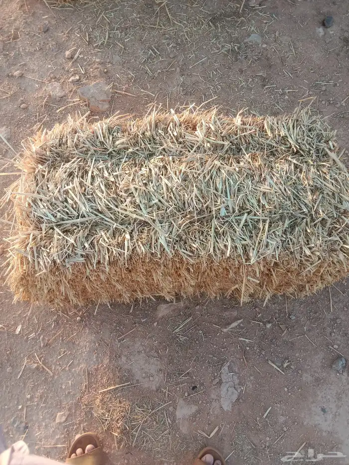 للبيع بذر شعير سداسي(تقاوي) و تبن شعير 3