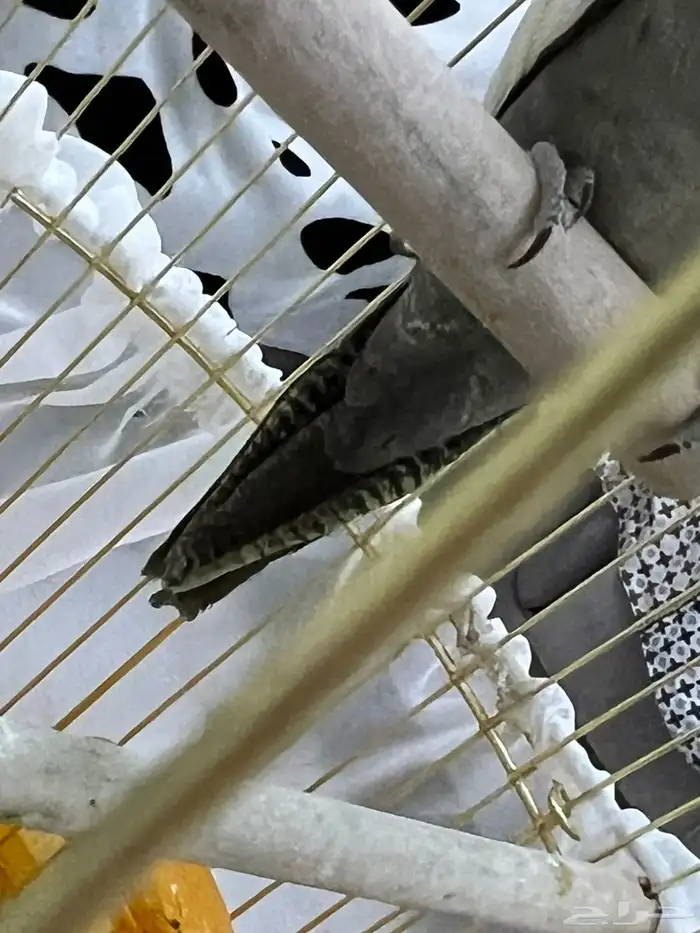 للبيع كروان نورمل العدد 2 2