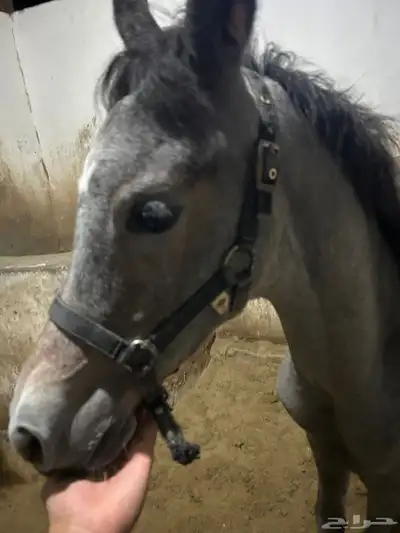 للبيع مهر شعبي index