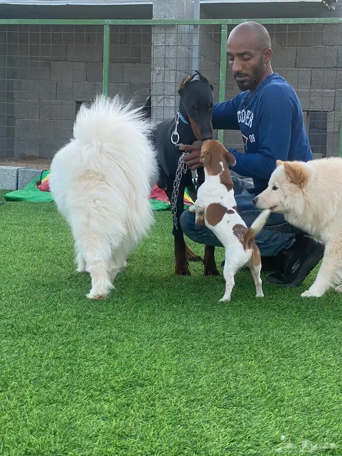 فندقة كلاب شمال جده 3