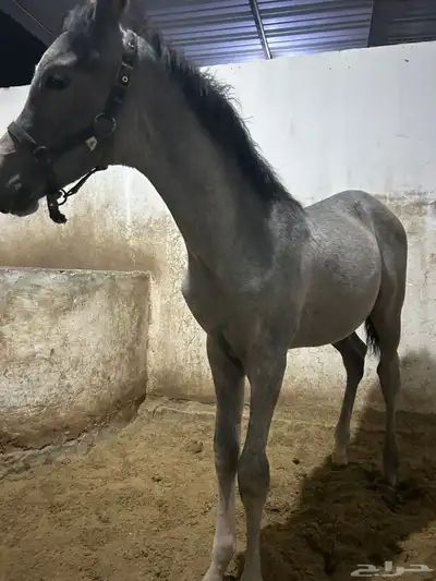 للبيع مهر شعبي index