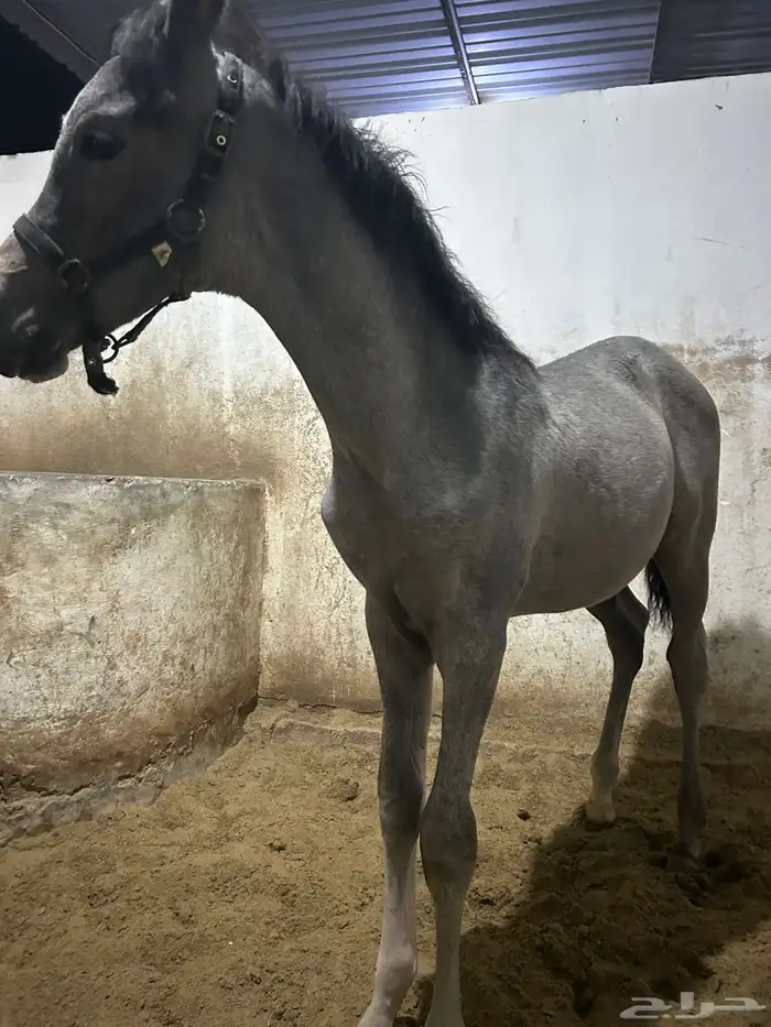 للبيع مهر شعبي 3