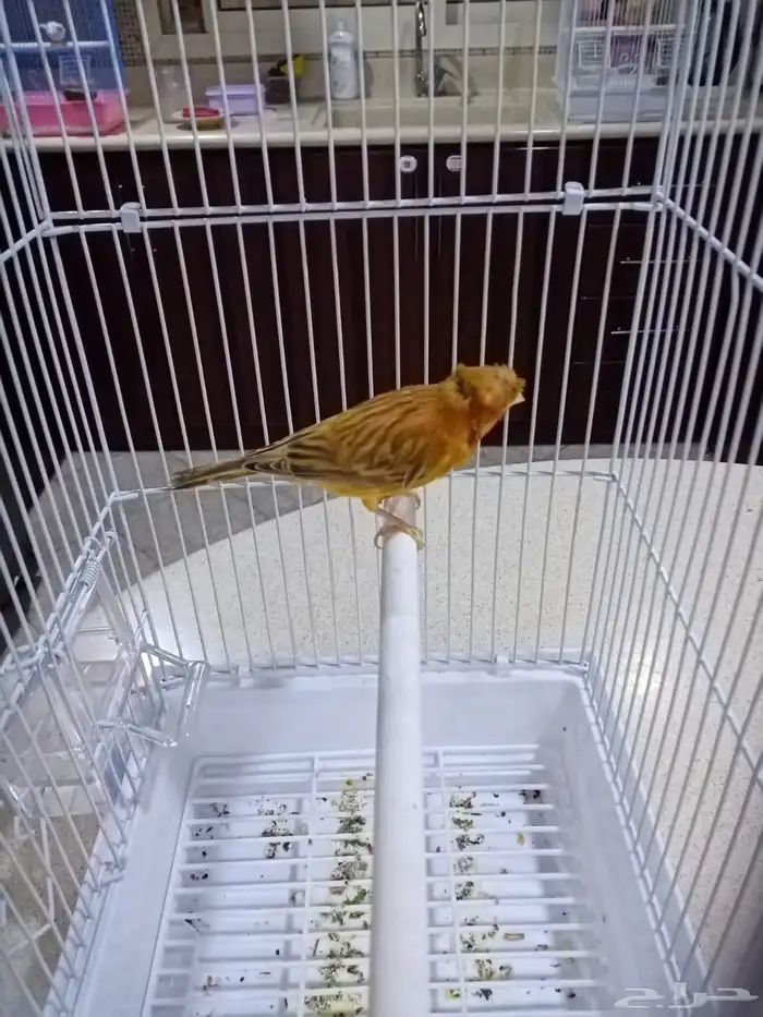 ذكور سوريه تغريد 9