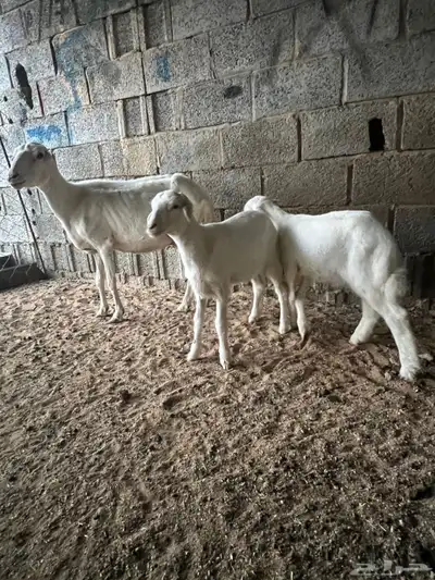 شاه سواكنية معها 2 طليان ورفيديه معها 2 طلي ورخل للبيع جمله index