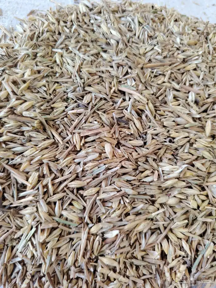 بذر هيبان مخلوط مع شعير 0