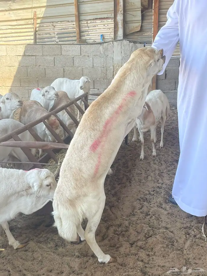 غنم رفيدي حبشي 0