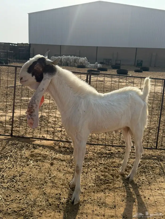 تيس رباع مشروط 4