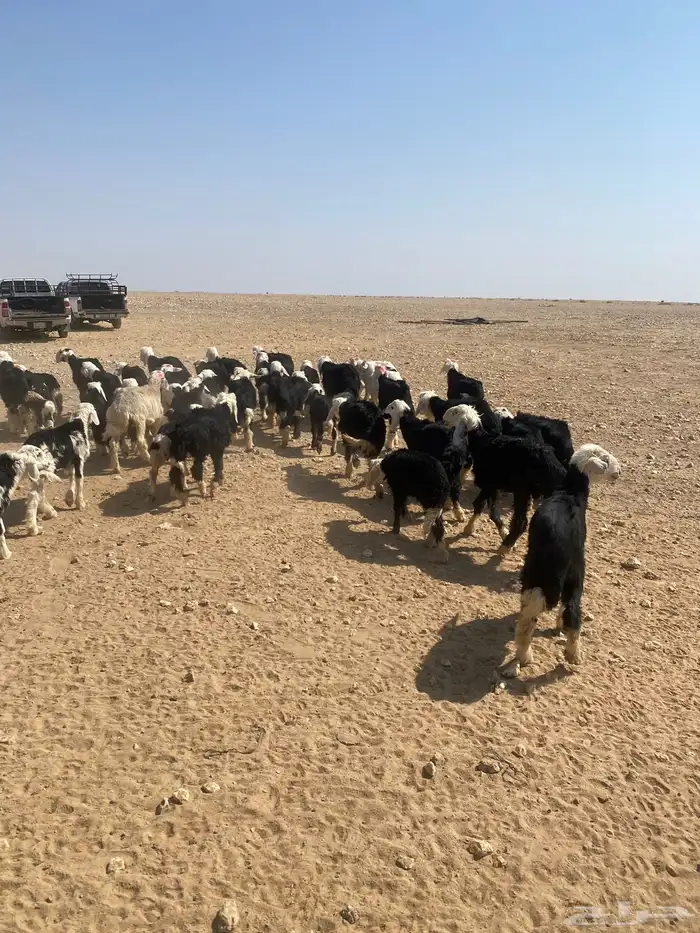 طليان نجد (( تم البيع )) 1