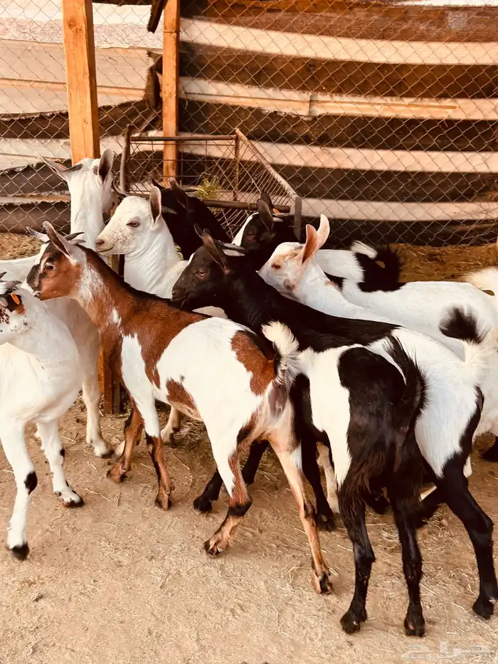 ذبايح تيوس وجفار جنوبيه بلدي 5