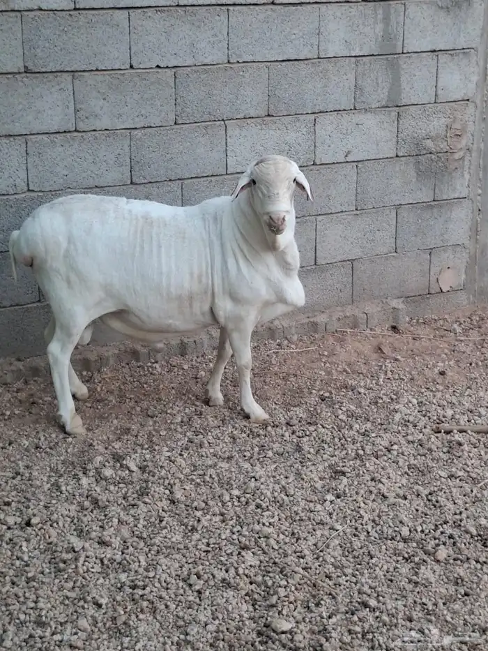 طلي فان روي لاحم 1