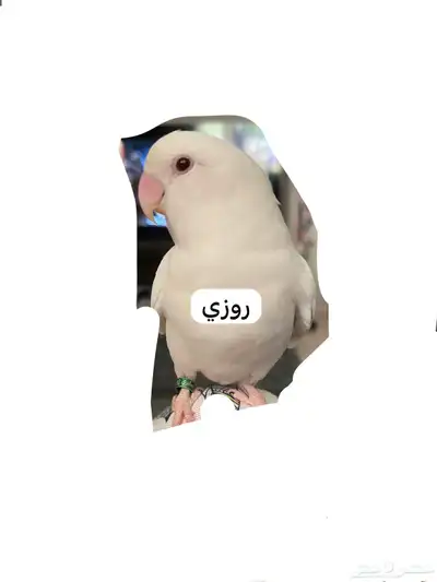 ببغاء روز الباينو index