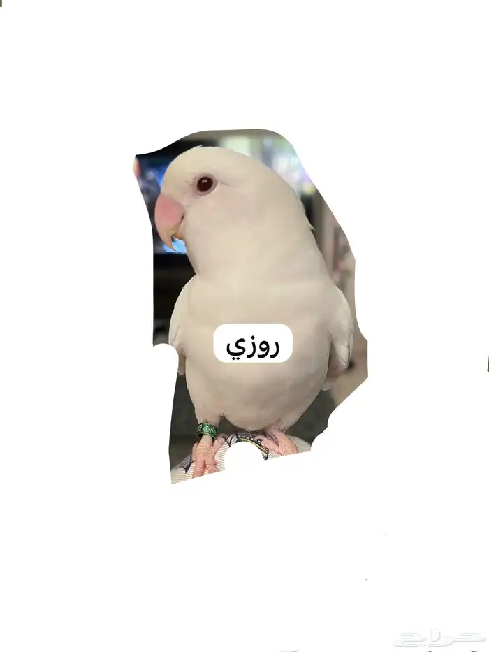 ببغاء روز الباينو ( اليف و هدد داخلي ) 3