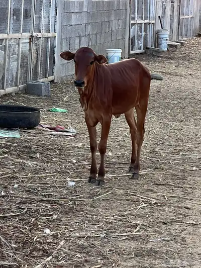 حسيلة لبانيه فل شحم index