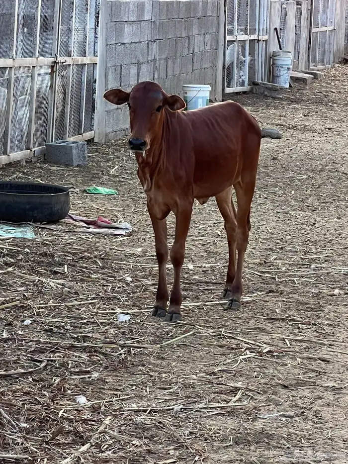 حسيلة لبانيه فل شحم 3