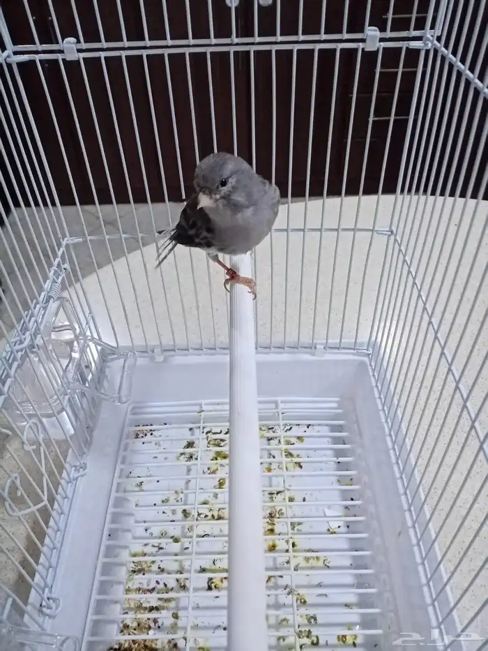 ذكور سوريه تغريد 1