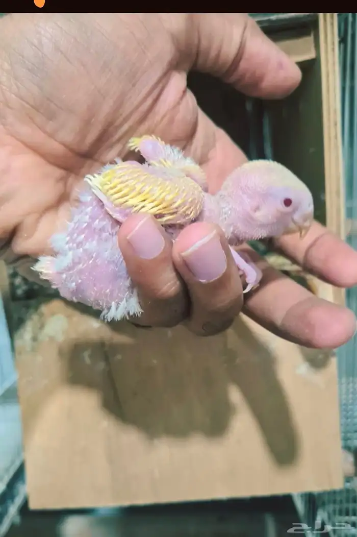 فروخ روز اورنج اوللاين 1