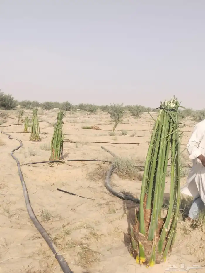 زراعه جميع انواع النخيل العربي واشنطني واعمال الشبوك وتوريده 1